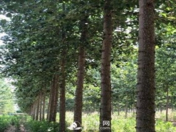 河南周口：培育出不飛絮的楊樹新品種