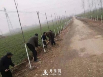 南陽唐河：三個高標(biāo)準(zhǔn)推進(jìn)造林綠化高質(zhì)量
