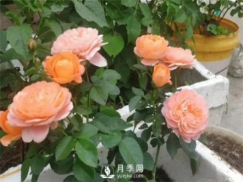地栽的月季苗，想移栽到盆里，那么該怎么辦