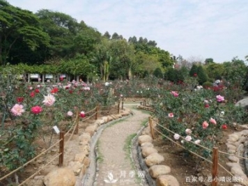 廣州“五彩繽紛”的月季花園，開滿全園，游客贊道太美了