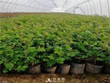 月季小苗如何移栽？苗期如何管理？