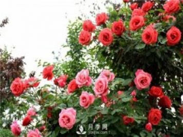 月季莖蜂和褐斑病如何防治？