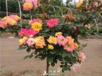 盆栽月季樹(shù)如何栽培？月季網(wǎng)告訴你
