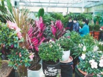 駐馬店：花卉市場(chǎng)成為市民賞景好去處