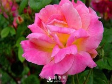 安陽大花月季養(yǎng)植過程中注意事項(xiàng)