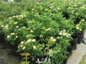 月季啥時(shí)候種植比較合適呢？
