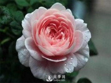 瑞典女王月季，花如其名，高貴優(yōu)雅