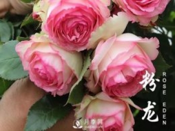 春天來(lái)了，粉龍?jiān)录臼裁辞闆r下需要抹芽？