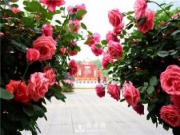 南陽月季淺談野生薔薇來嫁接月季好嗎？