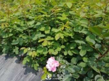 南陽月季繁育基地告訴你月季苗的栽種