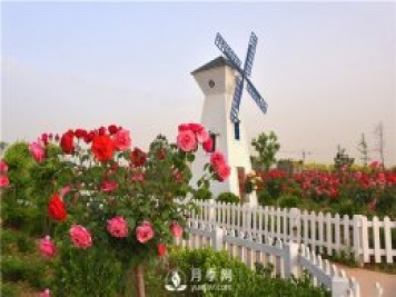 南陽(yáng)樹狀月季有什么特點(diǎn) 養(yǎng)好盆花月季怎么做