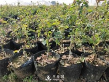 南陽(yáng)樹狀月季如何培育 怎么養(yǎng)好盆花月季