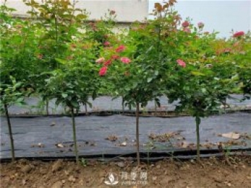 夏季怎樣提高月季的成活率？