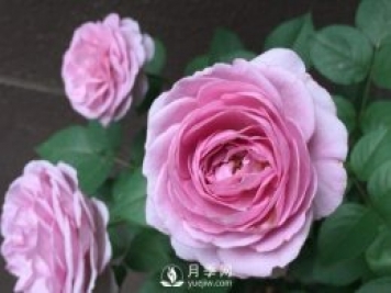 藍(lán)色風(fēng)暴月季，薰衣草紫色非常迷人