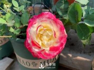 紅雙喜月季，顏色非常喜慶，名字非常俗氣
