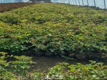 各類盆栽月季上市，南陽杯苗基地全國批發(fā)中