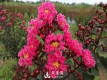 駐馬店汝南：開春訂單多 花木銷全國(guó)