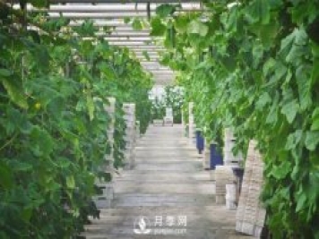 蔬菜全年種植安排計(jì)劃表：1-12月種什么菜，全都說(shuō)清楚了