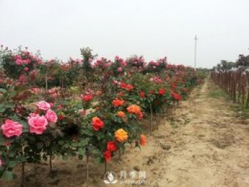 做農(nóng)業(yè)項目就是要做減法，才能做到極致