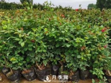 盆花月季的夏季管理養(yǎng)護技巧