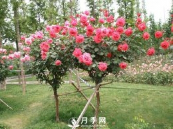 干貨！史上全面苗木嫁接方法總結(jié)