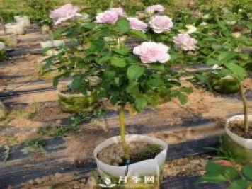 如何種植月季花苗的方法，有需要的朋友千萬(wàn)不可錯(cuò)過(guò)哦