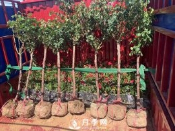 月季網(wǎng)干貨：月季樹發(fā)貨，運(yùn)輸，卸貨，栽種，養(yǎng)護(hù)必看