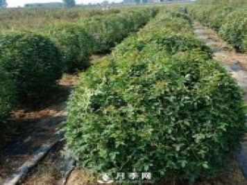 春天來(lái)了，采購(gòu)造型月季花球的好時(shí)機(jī)