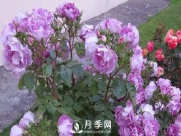 網(wǎng)紅花藍色妖姬和藍玫瑰一樣嗎？ 你更喜歡哪一個呢？
