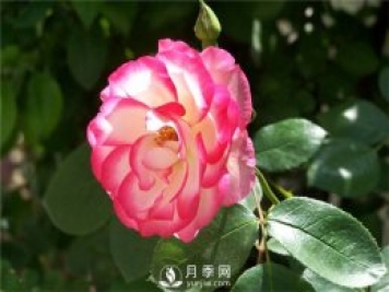 月季花怎么栽培和養(yǎng)護(hù)？全面的養(yǎng)殖方法交給你