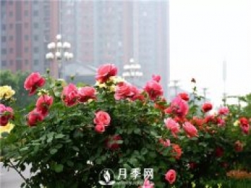 樹狀月季、豐花一、地被月季：園路景觀“多變手”
