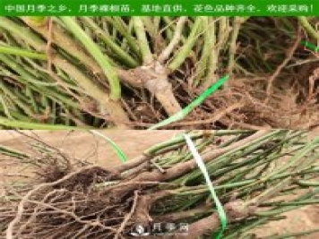 月季裸根苗，小高桿月季和3公分月季樹發(fā)往陜西