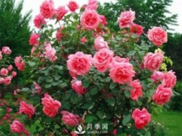 春季花木害蟲(chóng)頻發(fā)，做好病蟲(chóng)害防治很重要