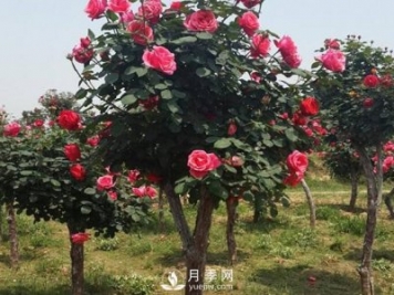 南陽達士營的月季走出了工業(yè)化路子