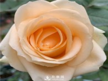 蜜桃雪山月季，杏黃色切花月季，溫柔有你