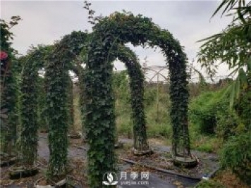 大氣漂亮的月季拱門該如何制作？