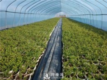 月季該如何緩苗你知道嗎？(花友的經(jīng)驗總結(jié))