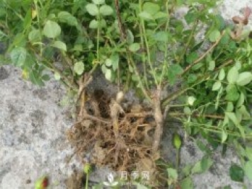 裸根的月季該如何種植？南陽大田月季基地告訴你