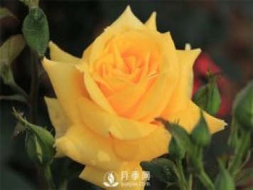 歐月和南陽(yáng)月季花的區(qū)別是什么？