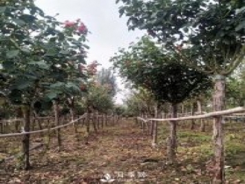 南陽月季之鄉(xiāng)，全國月季中心，批發(fā)品種齊全