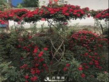 同樣的月季，不一樣的玩法，南陽造型月季系列