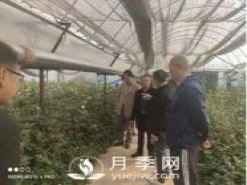 玉溪市開展國家級月季鮮切花 高效無土栽培標準化示范區(qū)中期檢查