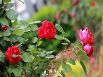 微月和藤本和灌木月季的區(qū)別，超容易分辨！