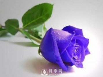 藍色妖姬月季代表什么意思
