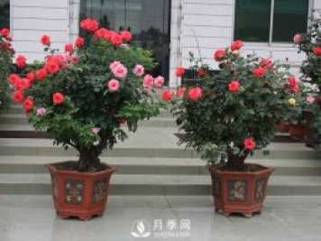 樹樁盆景的制作方法，樹樁盆景月季制作教程