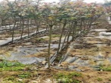 南陽小青桿月季批發(fā)，品種豐富花色多