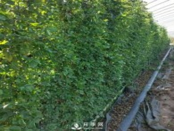 藤本月季網(wǎng)片批發(fā)價格(安吉拉、大游行)