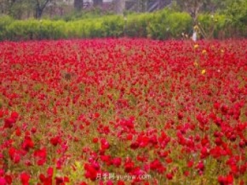 四川南允30萬株豐花月季盛開，千姿百態(tài)等您來賞