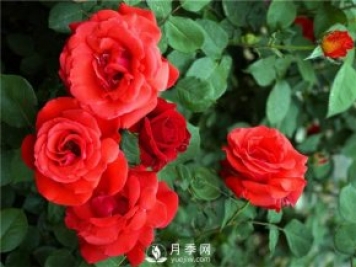 緋扇月季苗，杯苗，小苗，盆花產(chǎn)地批發(fā)