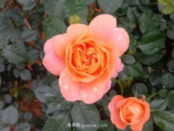 果汁陽(yáng)臺(tái)，鈴之妖精，紅蘋果，表現(xiàn)好的三個(gè)月季品種